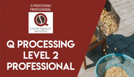 Q Processing Level 2 – Professional